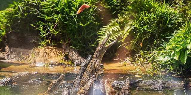 Crocodile giant tortoises park nature reserve (21)